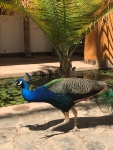 Peacocks and peahens everywhere
